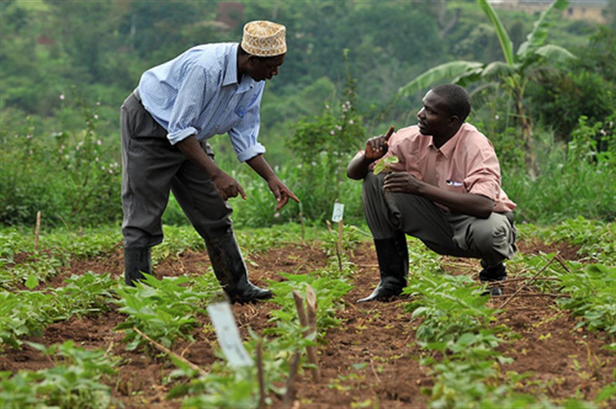 Why Chad’s Future May Lie in Farming, Not Oil
